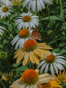 Garden details at @davinesofficial 🌻🐝