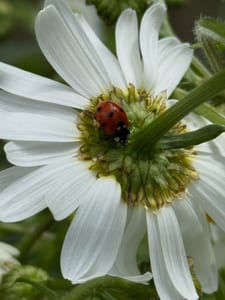 🤳🐞🌼💚🌸🐝🌻