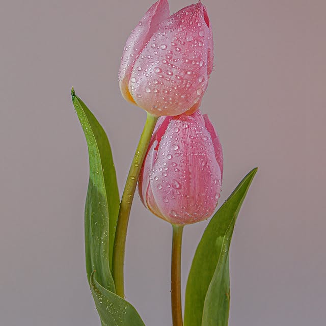 🌷 Happy Mothers Day! 🌷