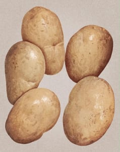 The Five Potatoes