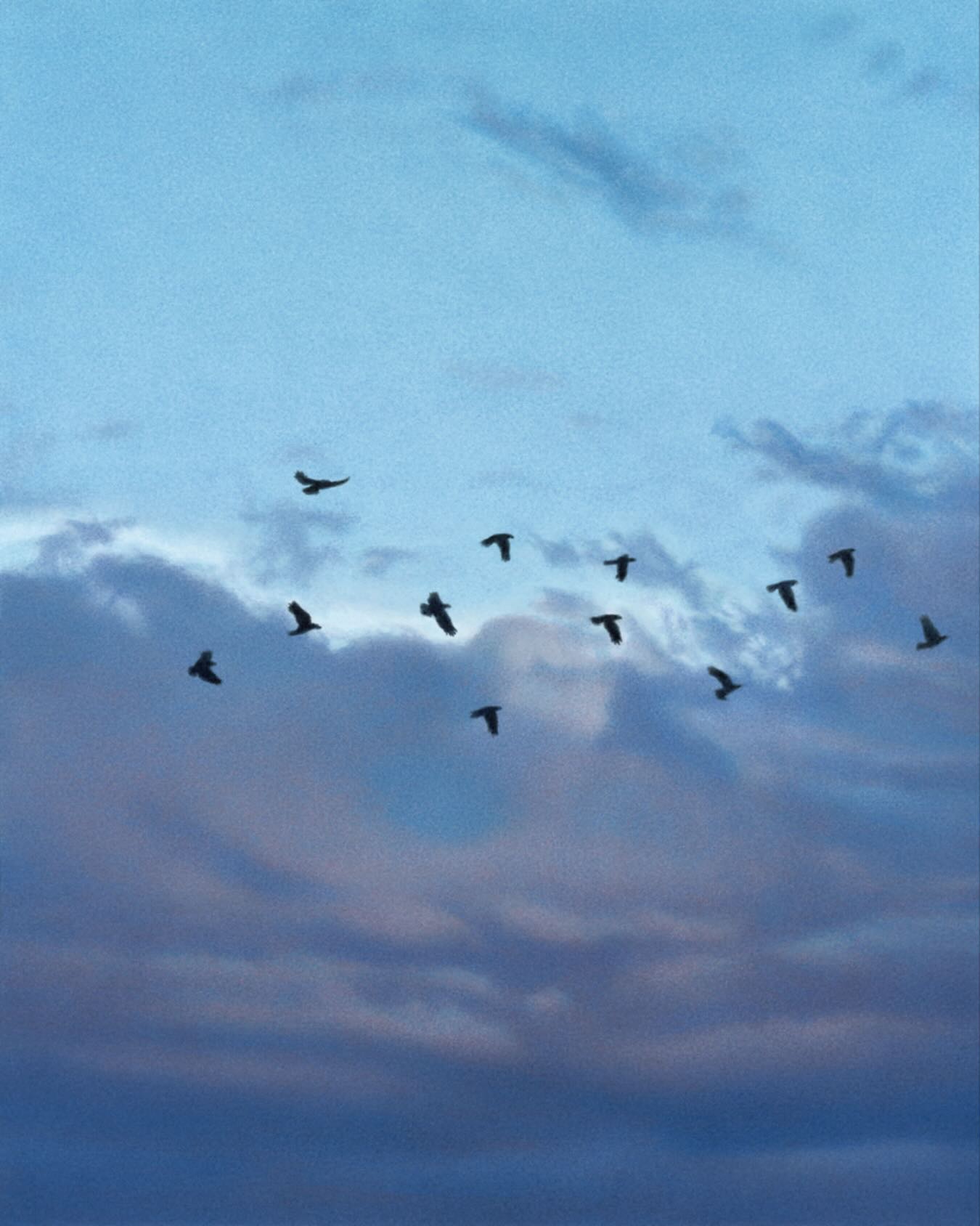 Crows in the Sky
Acrylics on cardboard
13,8 x 11 inches
2025
.

Krähen am Himmel
Acryl auf Karton
35 x 28 cm
2025
.

#sk